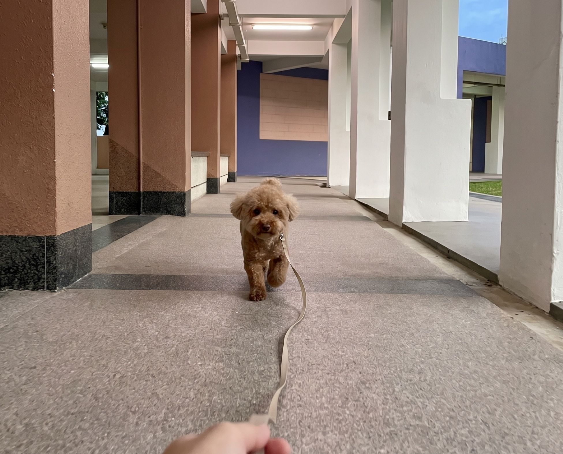 A small apricot poodle walking ahead on a leash down a covered HDB walkway