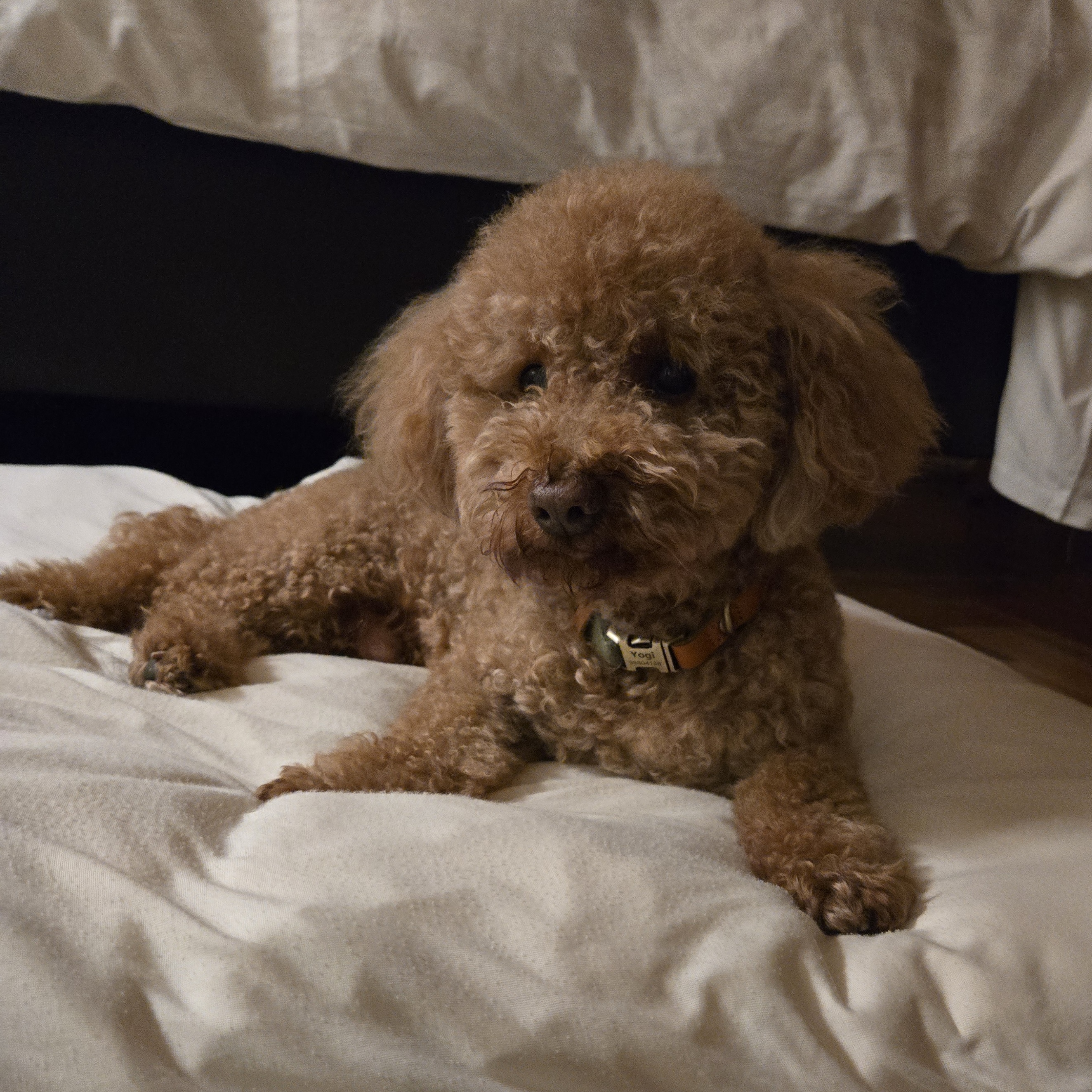 Yogi, a small apricot poodle, lying on a bed looking at the camera
